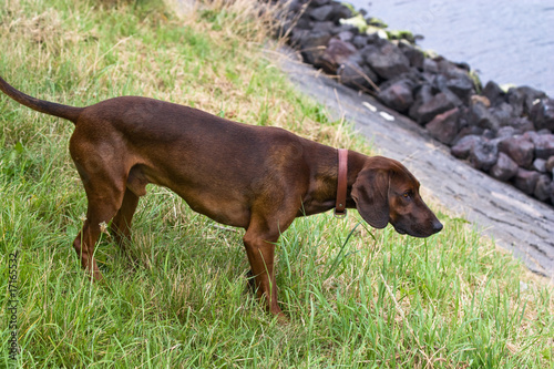Foto: neugieriger Jagdhund neugieriger Jagdhund