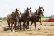 horse-drawn farming demonstrations
