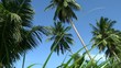 cocotiers