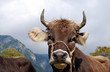 bavarian cow on the cattle market in front of a mountain