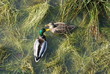 canard