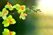 Orchidee
