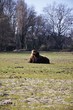 bison