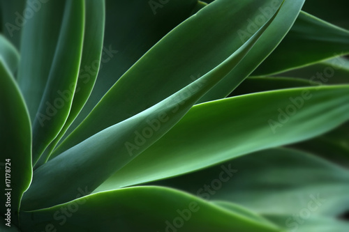 Photo: Agave, plant Agave, plant