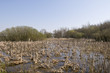 Wetland in Eastern Poland