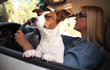 Jack Russell Terrier Enjoying a Car Ride