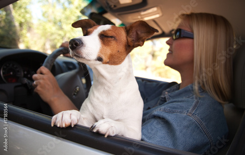 Photo: Jack Russell Terrier Enjoying a Car Ride Jack Russell Terrier Enjoying a Car Ride