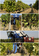 Assemblage viticulture