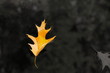 Herbstblatt