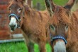 deux anes