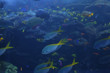aquarium