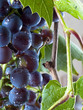 Grapes on The Vine