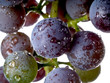 Grapes on The Vine
