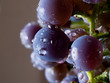 Grapes on The Vine