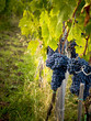 Grapes on The Vine