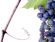 Grapes on The Vine