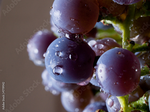 Photo: Grapes on The Vine Grapes on The Vine