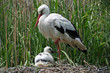 0910055 - Weißstorch mit Jungtier