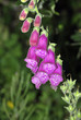 Digitalis purpurea