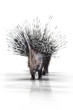 Stachelschwein 001