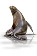Seehund 001