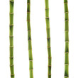 lucky bamboo stems over white