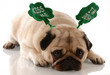 st. patricks day - pug wearing kiss me headband ..