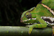 Chamäleon Ranomafana