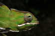 Chamäleon Ranomafana