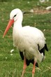 Crane