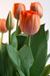 Red Tulips