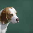 Portrait eines Beagle - Portrait of a beagle