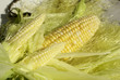 Photo: Corn Twins Corn Twins