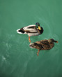 Male and female of Mallard Ducks, Garda Lake - North Italy