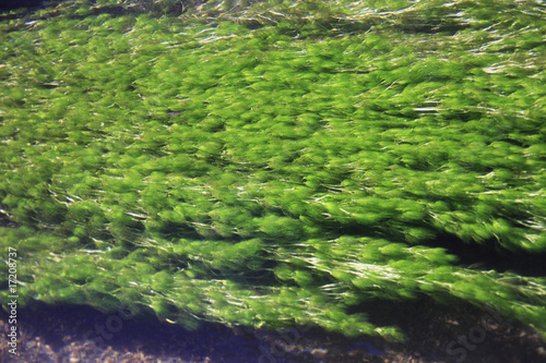 Photo: 水草 水草