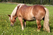 Foto: Pferde beim Grasen in grüner Wiese Pferde beim Grasen in grüner Wiese