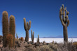 Champ de cactus et salar Champ de cactus et salar