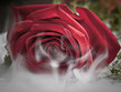 Misty Rose