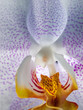 Orchid Macro