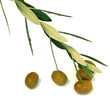 olives et rameau d'olivier