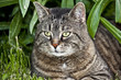 Katze