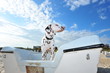 Hund schaut
