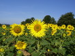 sunflowers 36