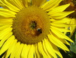 sunflower 11