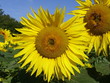 sunflower 12