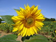 sunflower 14