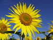 sunflower 15