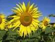 sunflower 16
