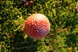 Fliegenpilz