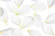 White with yellow dahlia petals on white background.